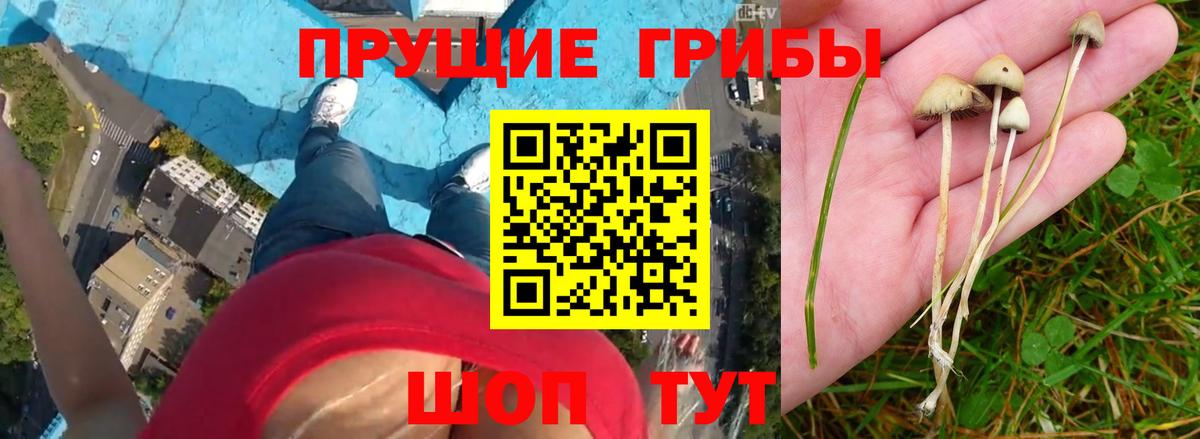 Псилоцибиновые грибы мицелий Горно-Алтайск